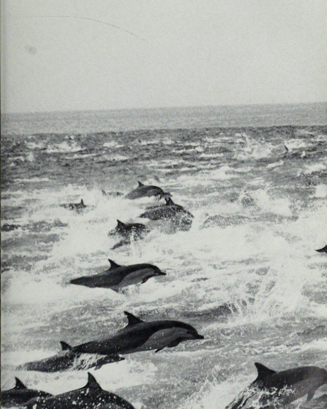 Wild Dolphins