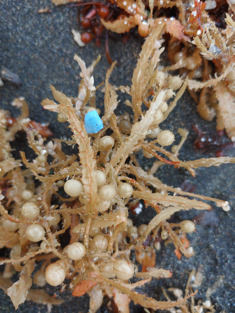 Fresh Start: January Beach Cleanup in São Lourenço