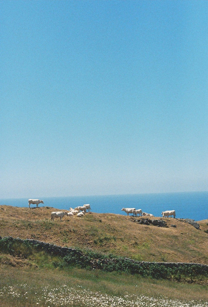 Cows and hitchhiking